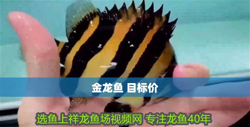金龍魚 目標價