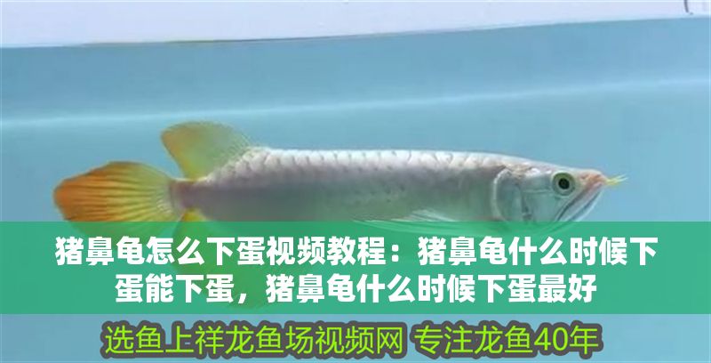 豬鼻龜怎么下蛋視頻教程：豬鼻龜什么時候下蛋能下蛋，豬鼻龜什么時候下蛋最好 豬鼻龜怎么下蛋視頻教程：豬鼻龜什么時候下蛋能下蛋，豬鼻龜什么時候下蛋最好 豬鼻龜百科 第1張