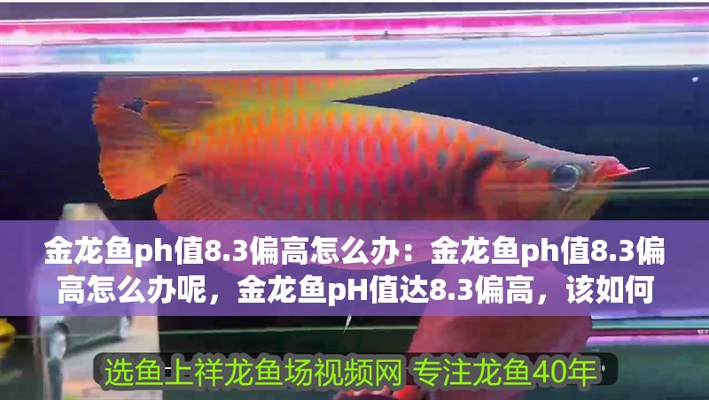金龍魚ph值8.3偏高怎么辦：金龍魚ph值8.3偏高怎么辦呢，金龍魚pH值達8.3偏高，該如何應對？