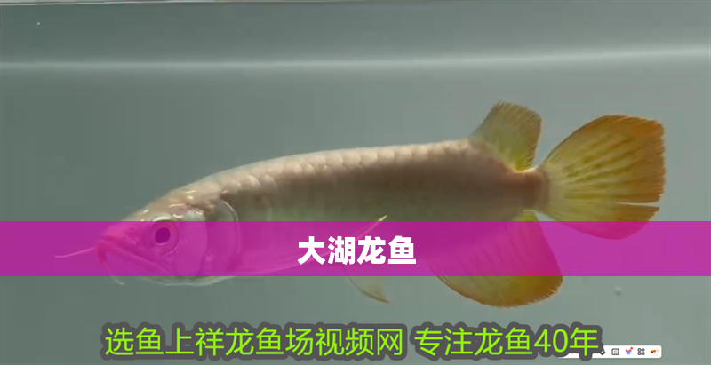 大湖龍魚