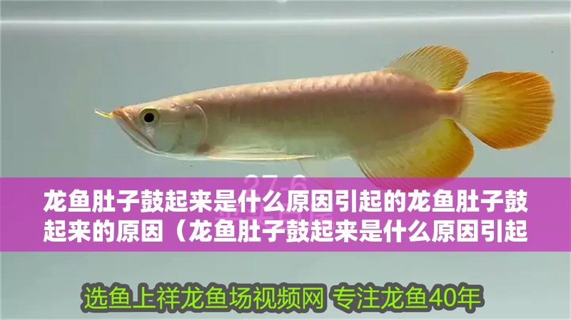 龍魚肚子鼓起來(lái)是什么原因引起的龍魚肚子鼓起來(lái)的原因(龍魚肚子鼓起來(lái)是什么原因引起的) 龍魚百科 第4張 龍魚肚子鼓起來(lái)是什么原因引起的龍魚肚子鼓起來(lái)的原因(龍魚肚子鼓起來(lái)是什么原因引起的) 龍魚肚子鼓起來(lái)是什么原因引起的龍魚肚子鼓起來(lái)的原因(龍魚肚子鼓起來(lái)是什么原因引起的) 龍魚百科 第4張