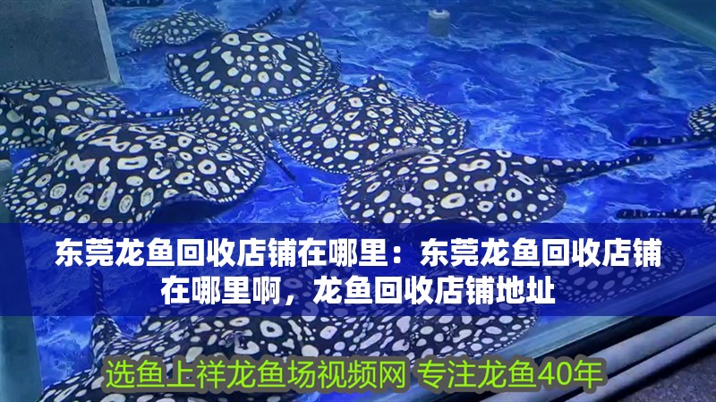東莞龍魚回收店鋪在哪里:東莞龍魚回收店鋪在哪里啊,龍魚回收店鋪地址 水族問答 東莞龍魚回收店鋪在哪里:東莞龍魚回收店鋪在哪里啊,龍魚回收店鋪地址 東莞龍魚回收店鋪在哪里:東莞龍魚回收店鋪在哪里啊,龍魚回收店鋪地址 水族問答