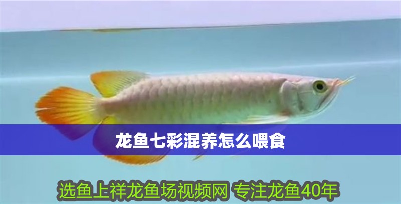 龍魚七彩混養怎么喂食 龍魚七彩混養怎么喂食 龍魚百科 第2張