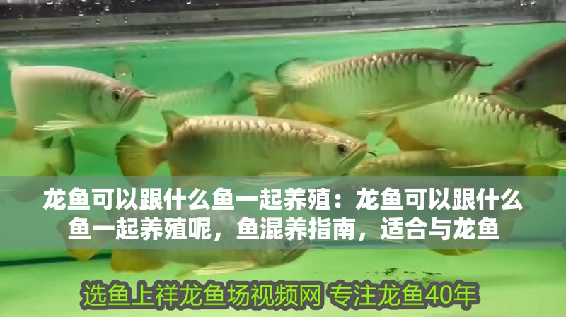 龍魚可以跟什么魚一起養殖：龍魚可以跟什么魚一起養殖呢，魚混養指南，適合與龍魚 龍魚可以跟什么魚一起養殖：龍魚可以跟什么魚一起養殖呢，魚混養指南，適合與龍魚 水族問答