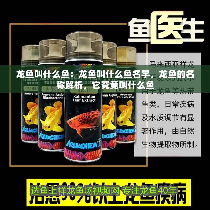 龍魚叫什么魚：龍魚叫什么魚名字，龍魚的名稱解析，它究竟叫什么魚