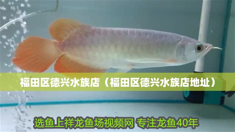 福田區德興水族店（福田區德興水族店地址） 福田區德興水族店（福田區德興水族店地址） 全國水族館企業名錄 第2張