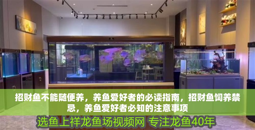 招財魚不能隨便養，養魚愛好者的必讀指南，招財魚飼養禁忌，養魚愛好者必知的注意事項 招財魚不能隨便養，養魚愛好者的必讀指南，招財魚飼養禁忌，養魚愛好者必知的注意事項 龍魚百科 第1張