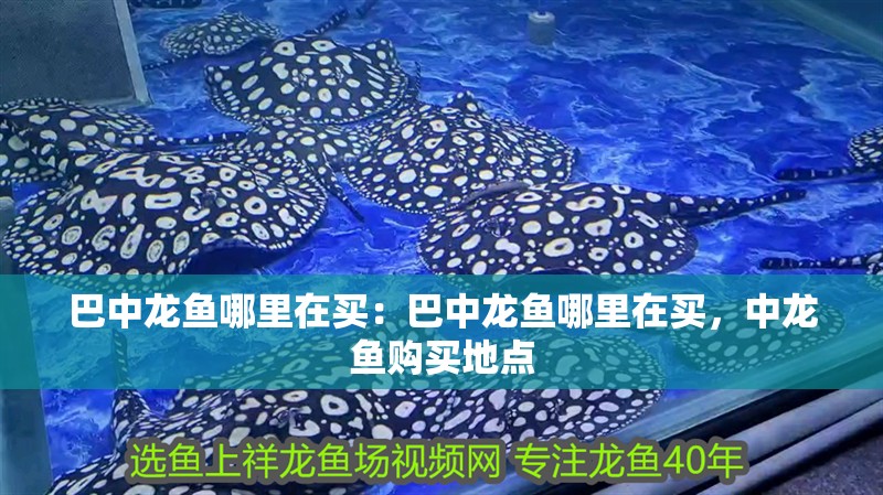 巴中龍魚哪里在買：巴中龍魚哪里在買，中龍魚購買地點 巴中龍魚哪里在買：巴中龍魚哪里在買，中龍魚購買地點 水族問答