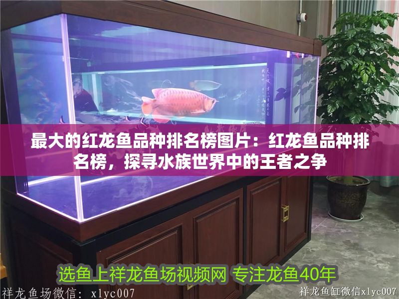最大的紅龍魚品種排名榜圖片：紅龍魚品種排名榜，探尋水族世界中的王者之爭