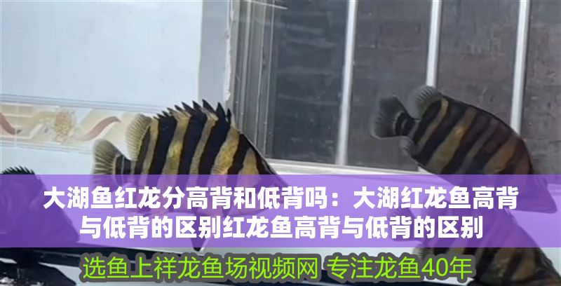 大湖魚紅龍分高背和低背嗎：大湖紅龍魚高背與低背的區別紅龍魚高背與低背的區別