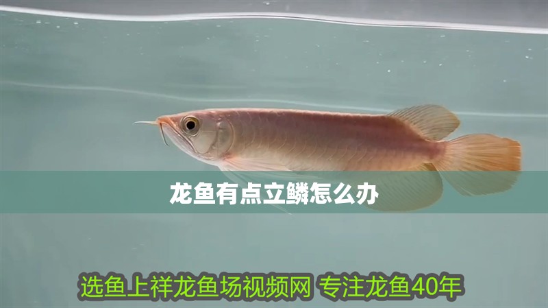 龍魚有點立鱗怎么辦 龍魚有點立鱗怎么辦 龍魚百科 第2張