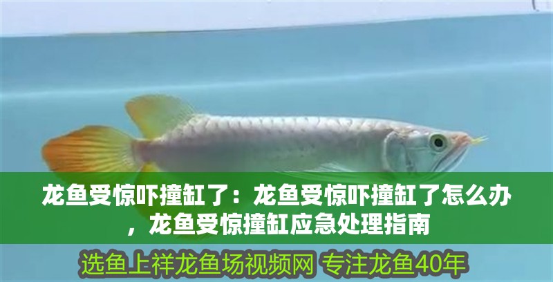 龍魚受驚嚇撞缸了：龍魚受驚嚇撞缸了怎么辦，龍魚受驚撞缸應急處理指南