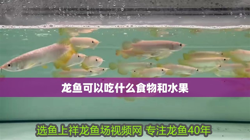 龍魚可以吃什么食物和水果 龍魚百科 第2張 龍魚可以吃什么食物和水果 龍魚可以吃什么食物和水果 龍魚百科 第2張