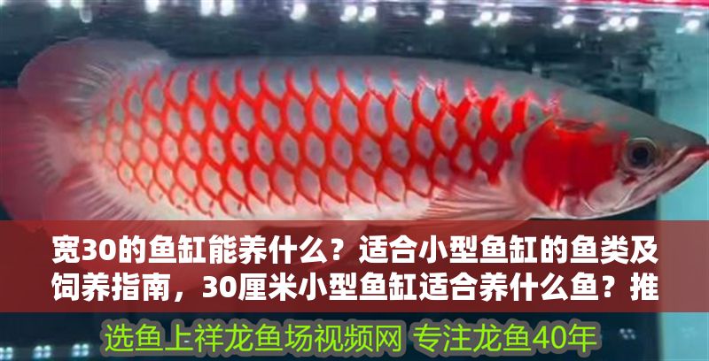 寬30的魚缸能養什么？適合小型魚缸的魚類及飼養指南，30厘米小型魚缸適合養什么魚？推薦品種及飼養要點