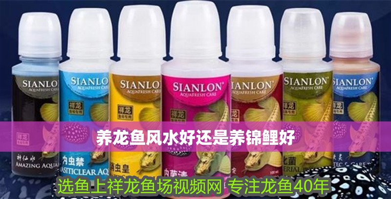 養(yǎng)龍魚風(fēng)水好還是養(yǎng)錦鯉好
