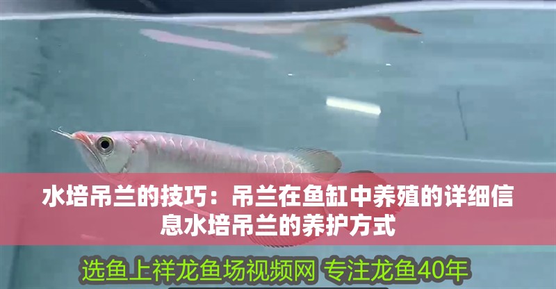 鸚鵡魚和銀龍魚混養怎樣喂食 水培吊蘭的技巧:吊蘭在魚缸中養殖的詳細信息水培吊蘭的養護方式 魚缸百科 水培吊蘭的技巧:吊蘭在魚缸中養殖的詳細信息水培吊蘭的養護方式 水培吊蘭的技巧:吊蘭在魚缸中養殖的詳細信息水培吊蘭的養護方式 魚缸百科
