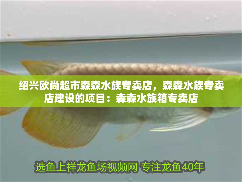 紹興歐尚超市森森水族專賣店，森森水族專賣店建設(shè)的項(xiàng)目：森森水族箱專賣店