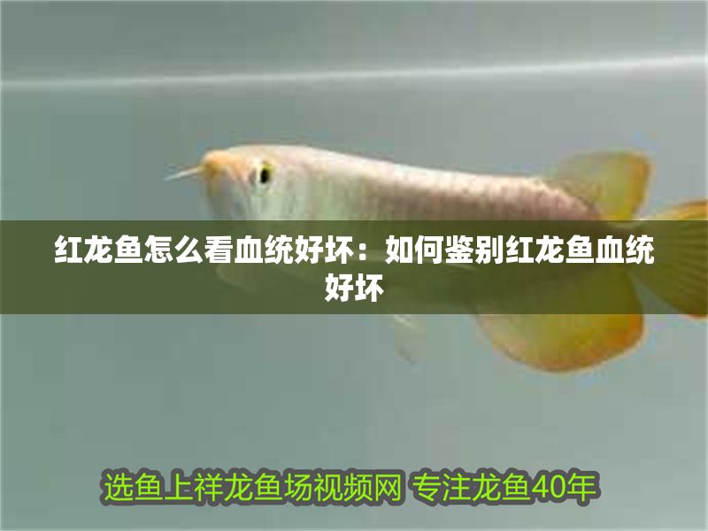 紅龍魚(yú)怎么看血統(tǒng)好壞：如何鑒別紅龍魚(yú)血統(tǒng)好壞