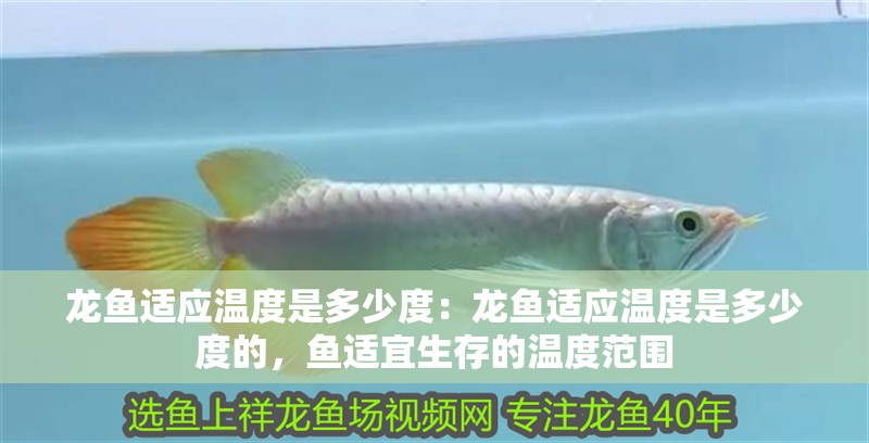 龍魚適應溫度是多少度：龍魚適應溫度是多少度的，魚適宜生存的溫度范圍 龍魚適應溫度是多少度：龍魚適應溫度是多少度的，魚適宜生存的溫度范圍 水族問答