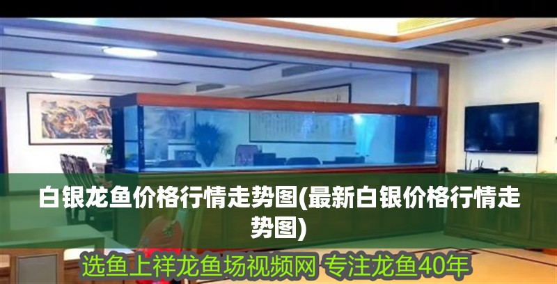 白銀龍魚價格行情走勢圖(最新白銀價格行情走勢圖) 白銀龍魚價格行情走勢圖(最新白銀價格行情走勢圖) 銀龍魚百科