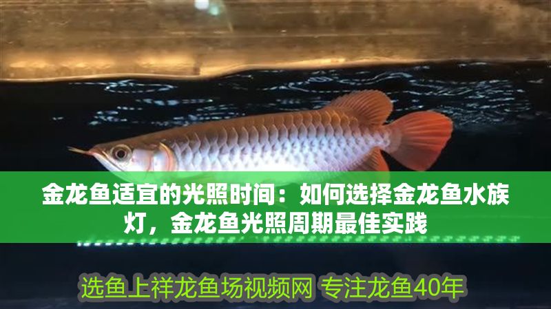 金龍魚適宜的光照時間:如何選擇金龍魚水族燈,金龍魚光照周期最佳實踐 金龍魚百科 第2張 金龍魚適宜的光照時間:如何選擇金龍魚水族燈,金龍魚光照周期最佳實踐 金龍魚適宜的光照時間:如何選擇金龍魚水族燈,金龍魚光照周期最佳實踐 金龍魚百科 第2張