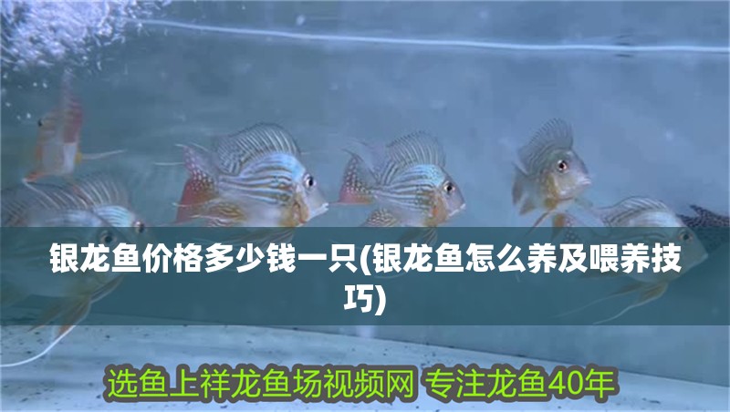 銀龍魚價格多少錢一只(銀龍魚怎么養及喂養技巧) 銀龍魚價格多少錢一只(銀龍魚怎么養及喂養技巧) 銀龍魚百科