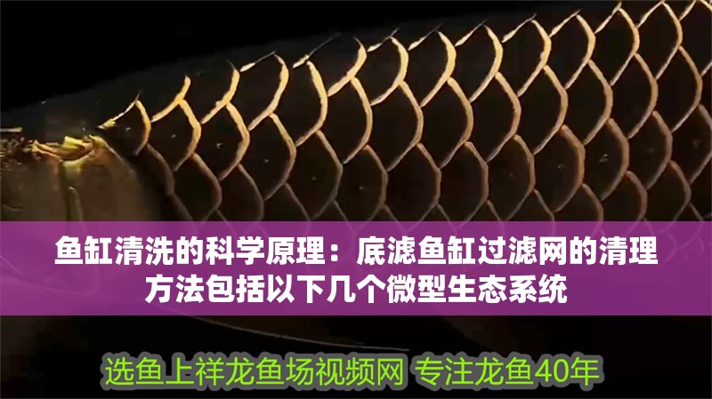 魚缸清洗的科學原理：底濾魚缸過濾網的清理方法包括以下幾個微型生態系統