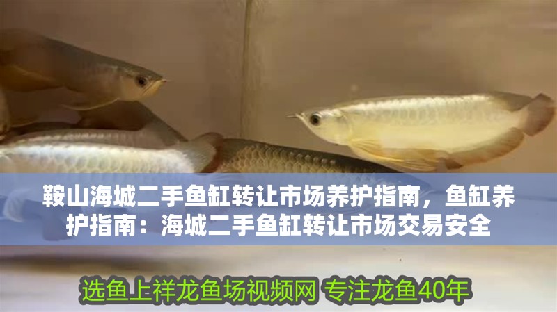 鞍山海城二手魚缸轉(zhuǎn)讓市場養(yǎng)護指南，魚缸養(yǎng)護指南：海城二手魚缸轉(zhuǎn)讓市場交易安全 鞍山海城二手魚缸轉(zhuǎn)讓市場養(yǎng)護指南，魚缸養(yǎng)護指南：海城二手魚缸轉(zhuǎn)讓市場交易安全 魚缸百科