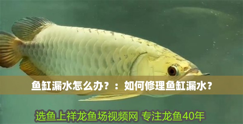 魚缸漏水怎么辦？：如何修理魚缸漏水？