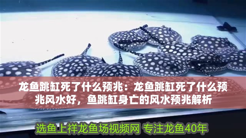 龍魚跳缸死了什么預兆：龍魚跳缸死了什么預兆風水好，魚跳缸身亡的風水預兆解析