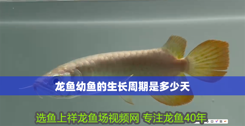 龍魚幼魚的生長周期是多少天
