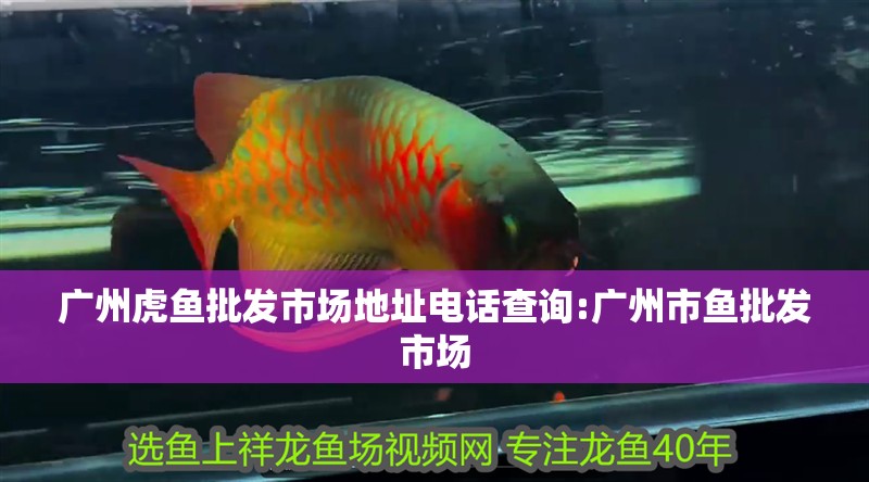 廣州虎魚批發市場地址電話查詢:廣州市魚批發市場