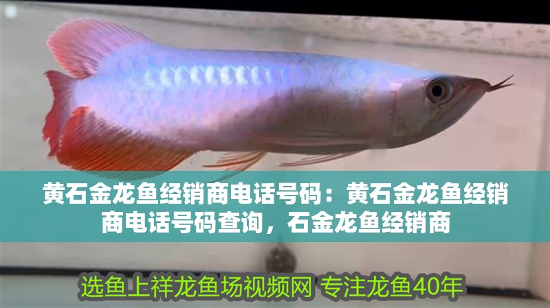 黃石金龍魚經(jīng)銷商電話號碼：黃石金龍魚經(jīng)銷商電話號碼查詢，石金龍魚經(jīng)銷商