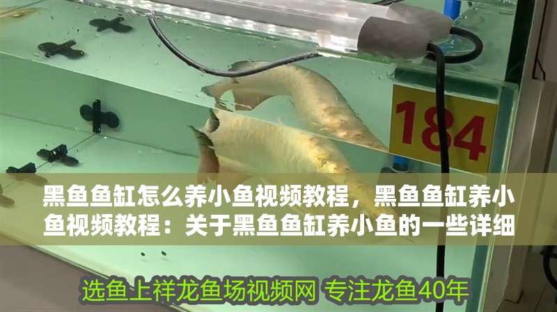 黑魚魚缸怎么養(yǎng)小魚視頻教程，黑魚魚缸養(yǎng)小魚視頻教程：關于黑魚魚缸養(yǎng)小魚的一些詳細信息