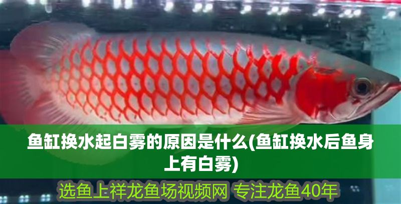 魚(yú)缸換水起白霧的原因是什么(魚(yú)缸換水后魚(yú)身上有白霧)