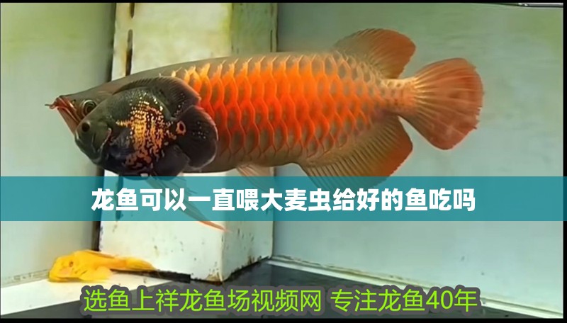 龍魚(yú)可以一直喂大麥蟲(chóng)給好的魚(yú)吃嗎