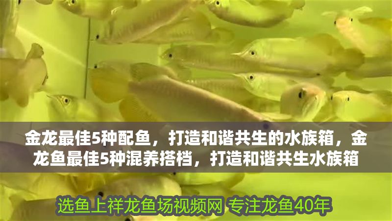金龍最佳5種配魚，打造和諧共生的水族箱，金龍魚最佳5種混養搭檔，打造和諧共生水族箱