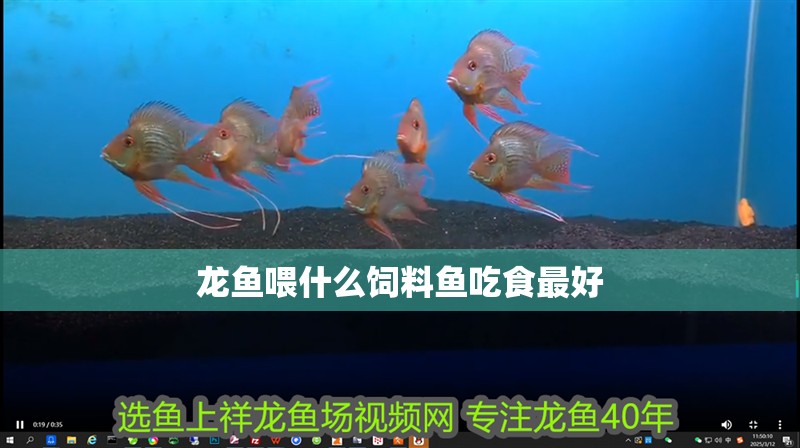 龍魚喂什么飼料魚吃食最好 龍魚喂什么飼料魚吃食最好 龍魚百科