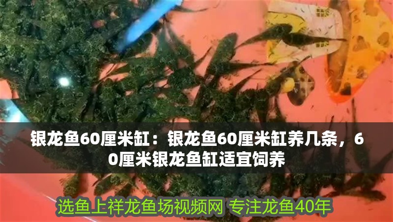 銀龍魚60厘米缸：銀龍魚60厘米缸養幾條，60厘米銀龍魚缸適宜飼養