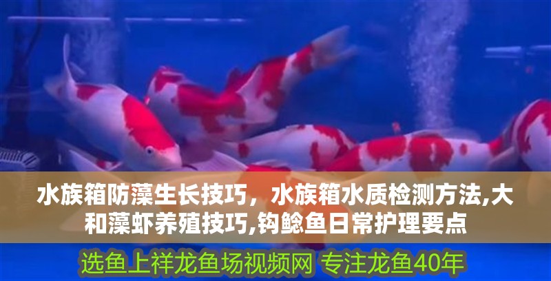水族箱防藻生長技巧，水族箱水質檢測方法,大和藻蝦養殖技巧,鉤鯰魚日常護理要點