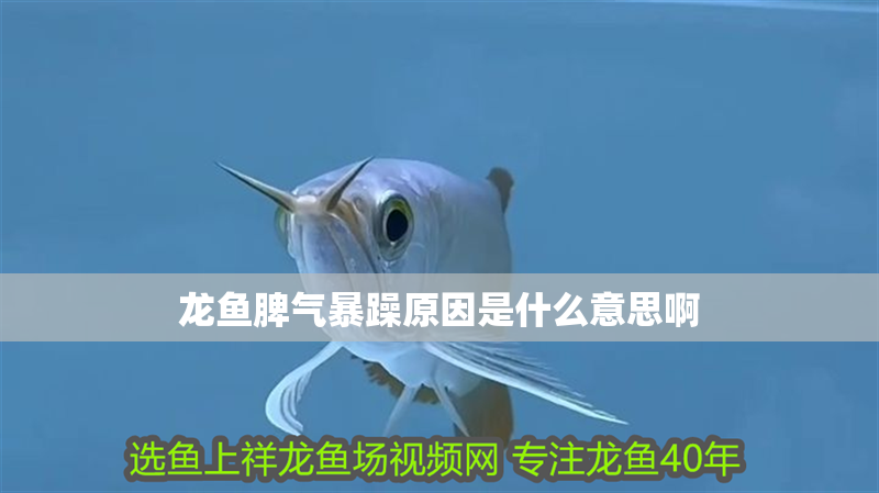 龍魚脾氣暴躁原因是什么意思啊