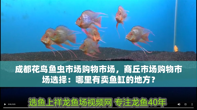 成都花鳥魚蟲市場購物市場，商丘市場購物市場選擇：哪里有賣魚缸的地方？ 成都花鳥魚蟲市場購物市場，商丘市場購物市場選擇：哪里有賣魚缸的地方？ 魚缸百科