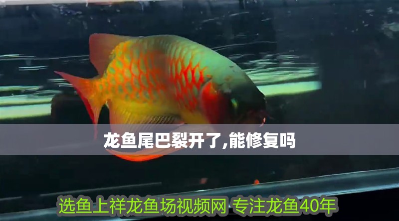 龍魚尾巴裂開了,能修復嗎 龍魚尾巴裂開了,能修復嗎 龍魚百科 第2張