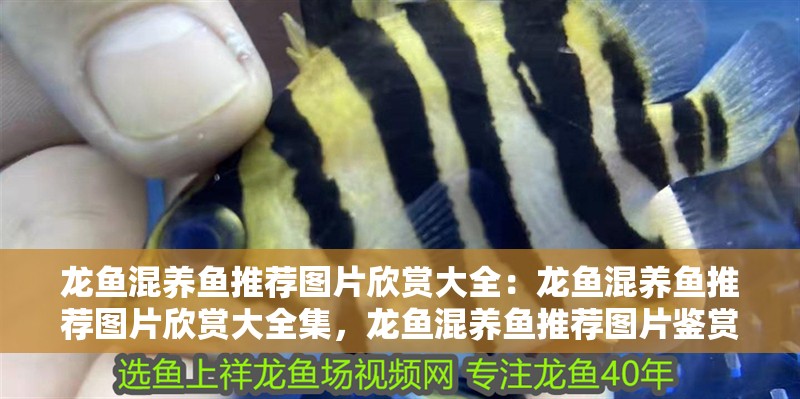 龍魚混養魚推薦圖片欣賞大全：龍魚混養魚推薦圖片欣賞大全集，龍魚混養魚推薦圖片鑒賞大全