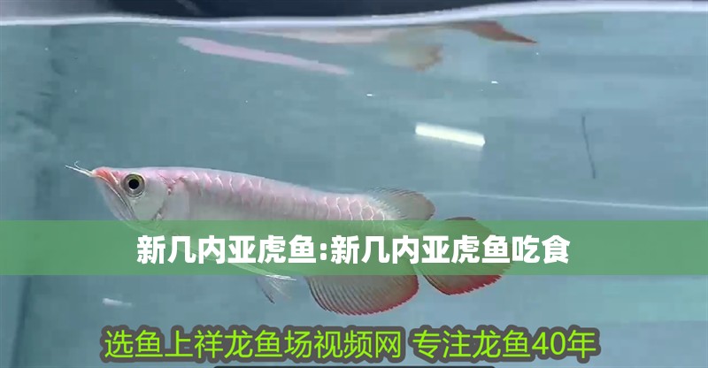 新幾內亞虎魚:新幾內亞虎魚吃食 新幾內亞虎魚:新幾內亞虎魚吃食 虎魚百科