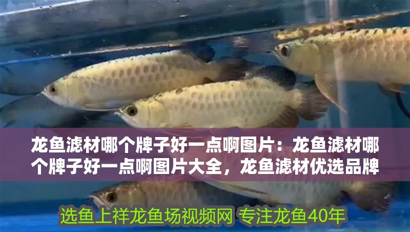 龍魚(yú)濾材哪個(gè)牌子好一點(diǎn)啊圖片：龍魚(yú)濾材哪個(gè)牌子好一點(diǎn)啊圖片大全，龍魚(yú)濾材優(yōu)選品牌推薦及圖片