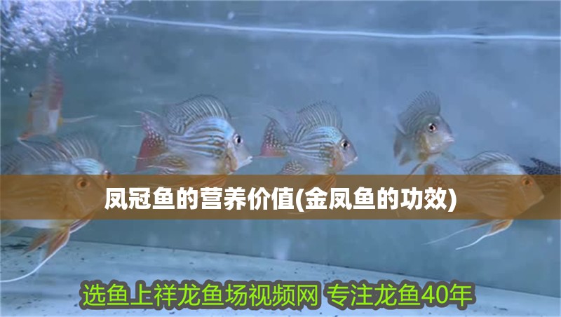 鳳冠魚的營養價值(金鳳魚的功效)