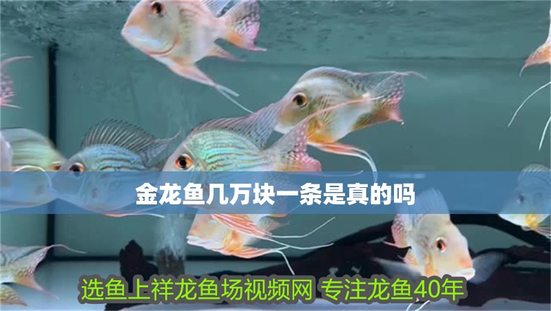 金龍魚幾萬塊一條是真的嗎