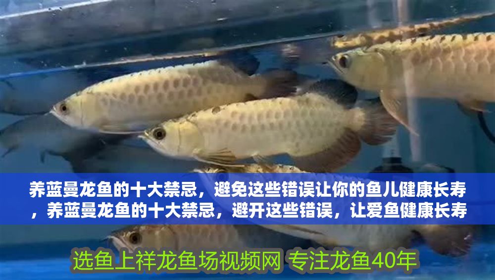 養藍曼龍魚的十大禁忌，避免這些錯誤讓你的魚兒健康長壽，養藍曼龍魚的十大禁忌，避開這些錯誤，讓愛魚健康長壽