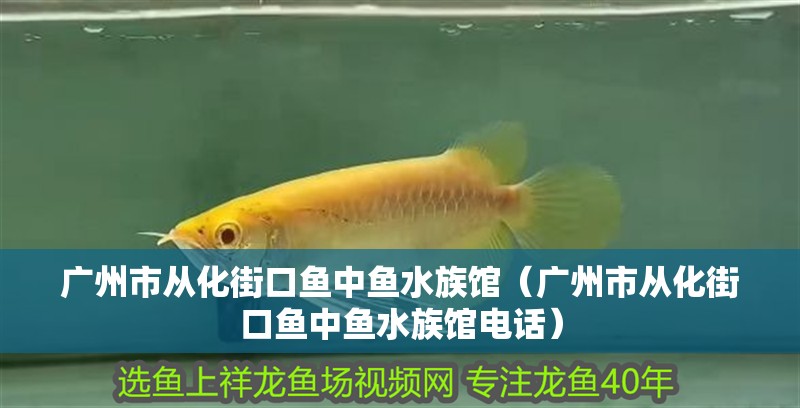 廣州市從化街口魚中魚水族館（廣州市從化街口魚中魚水族館電話） 廣州市從化街口魚中魚水族館（廣州市從化街口魚中魚水族館電話） 全國水族館企業名錄 第2張